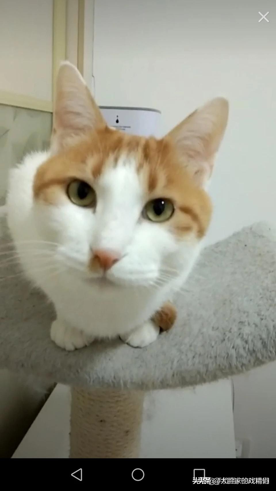 你这样的白橘猫，叫我怎能不爱？