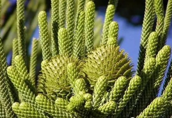 如何辨别杉树木材,如何识别植物的名字