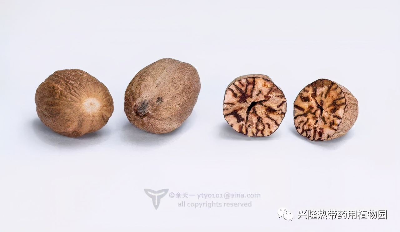 南药科普视频,南药科普