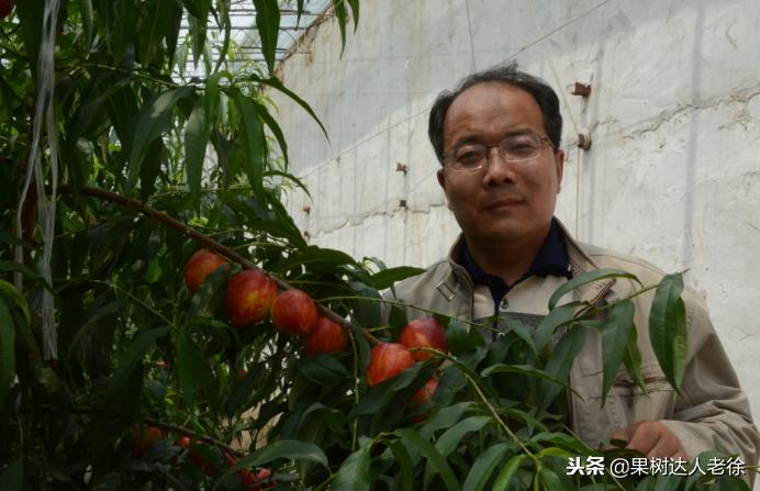 桃树开春管理视频,大棚桃花期用什么药