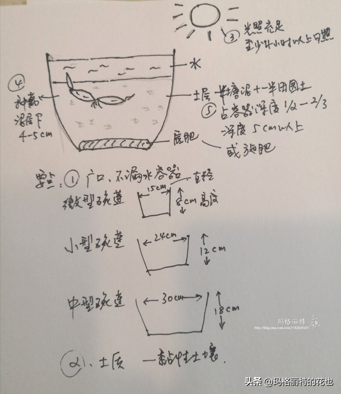 我的碗莲种子,碗莲的种植方法新手必看