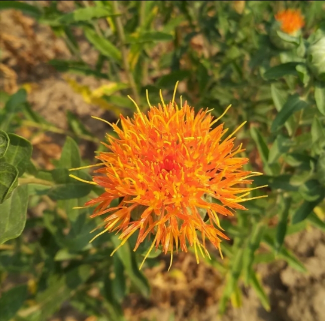 红花能榨油吗,红花种子可榨油