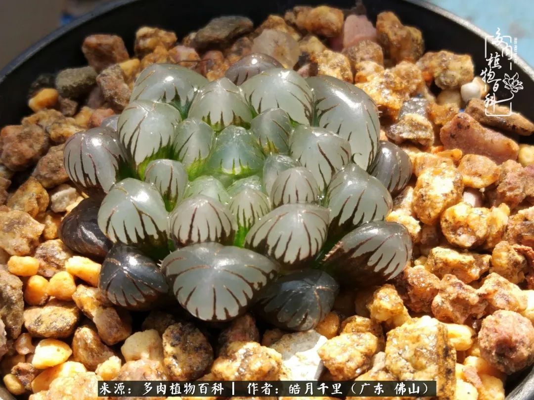 多肉娇气养不活多肉的10个秘密,养多肉是件很治愈的事情