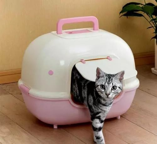 养猫怎样照顾猫,刚刚领养幼猫怎么养