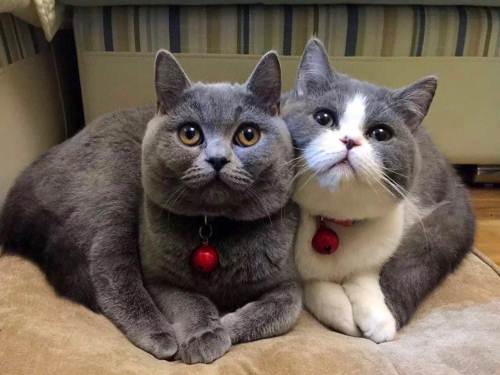 英短猫一旦出现这个6表现，离生病就不远了