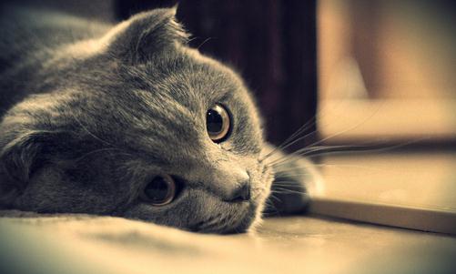 国产粮到底能不能选,国产粮靠谱吗