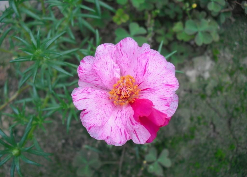 太阳花开时使用什么肥料,太阳花开的时间段