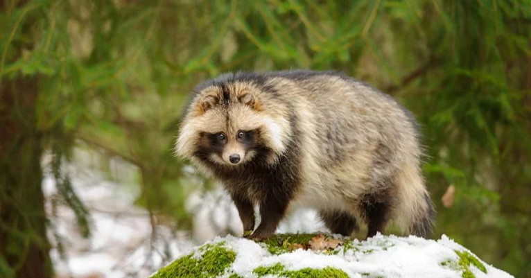 东亚貉,东亚貉入侵欧洲