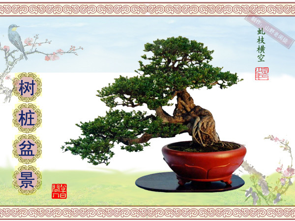 高山杜鹃花老树桩盆景,大树桩盆景欣赏