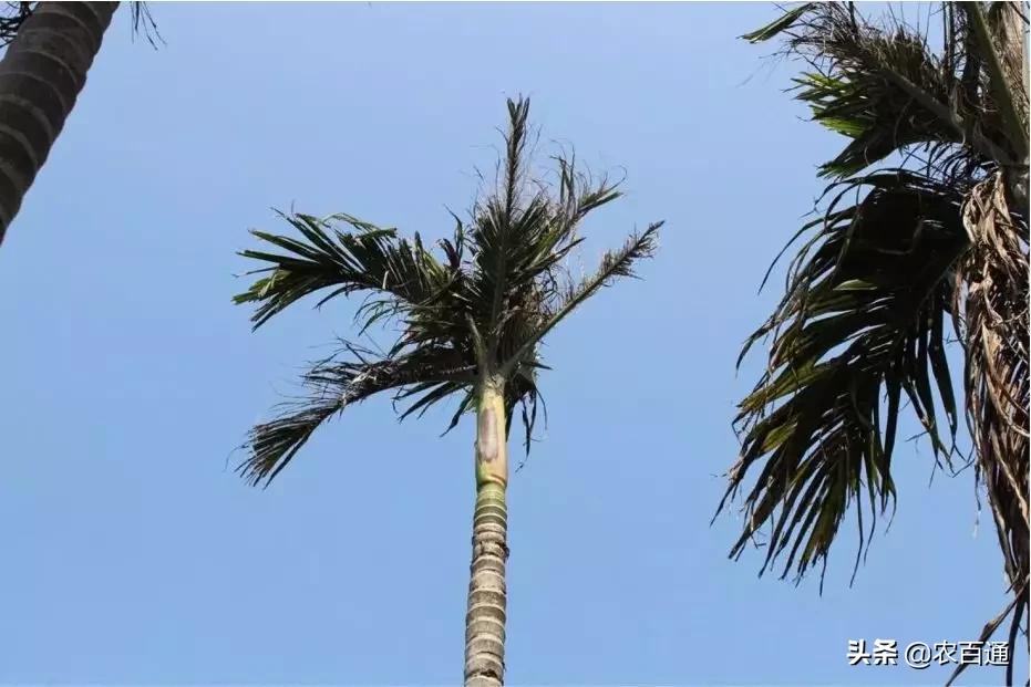 槟榔病虫害管理用药,海南槟榔5月份的病虫害管理