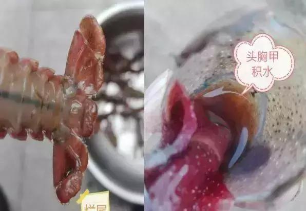 小龙虾塘螺蛳死亡的原因,小龙虾出现死亡现象怎么救治