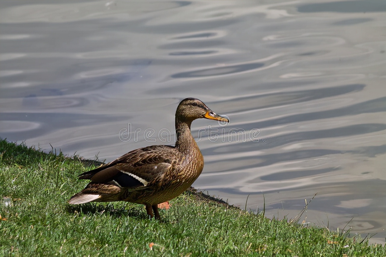 南通如海方言，怎样呼唤各种家养动物？