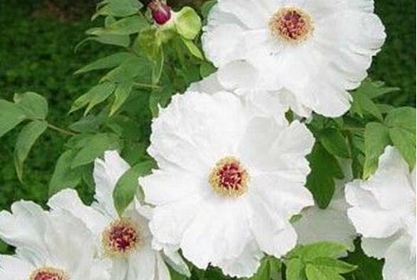 影响中药药效的药物因素,影响中药稳定性的外界因素有哪些