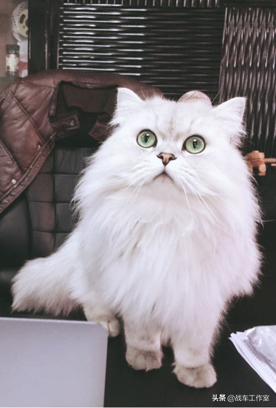 独家揭秘即将上市的奔达300太子