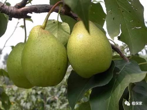 代森联和代森锰锌哪个好,代森联与代森锰锌作用一样吗