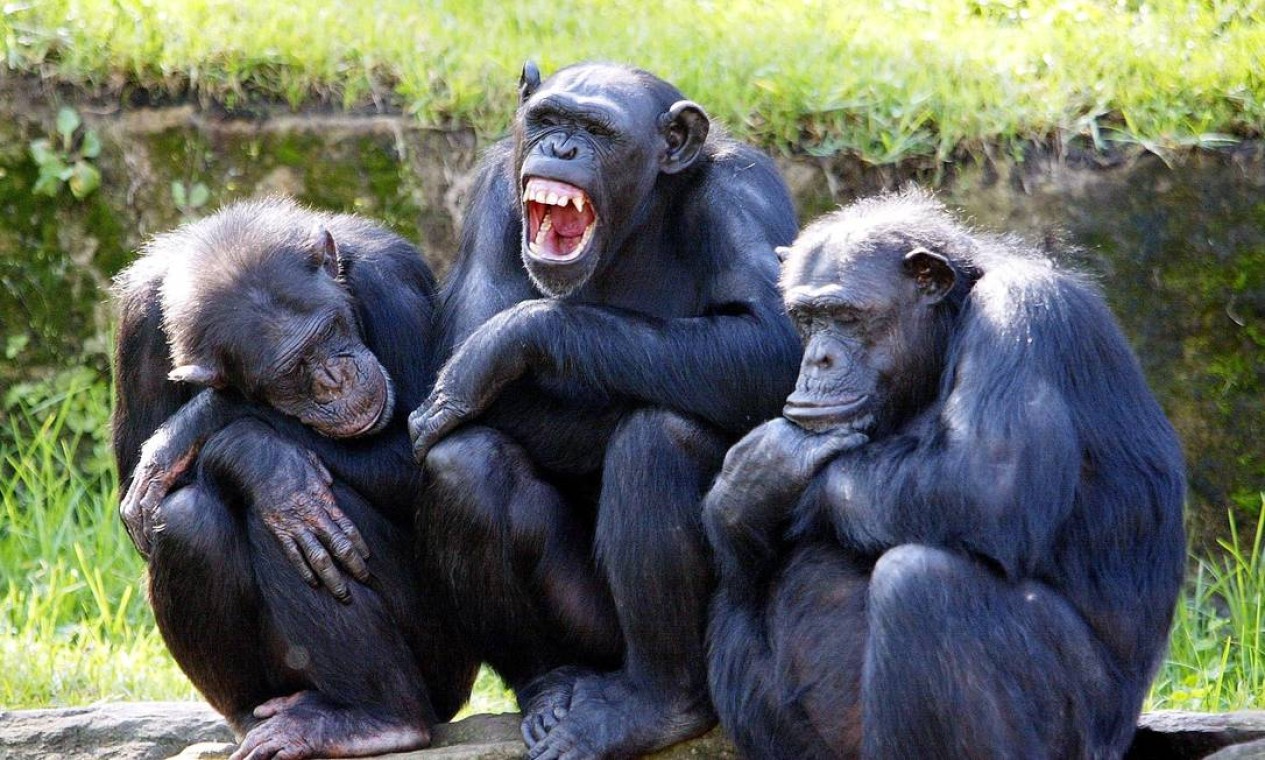 狗肉究竟该不该吃狗肉争议不断,狗肉究竟该不该吃