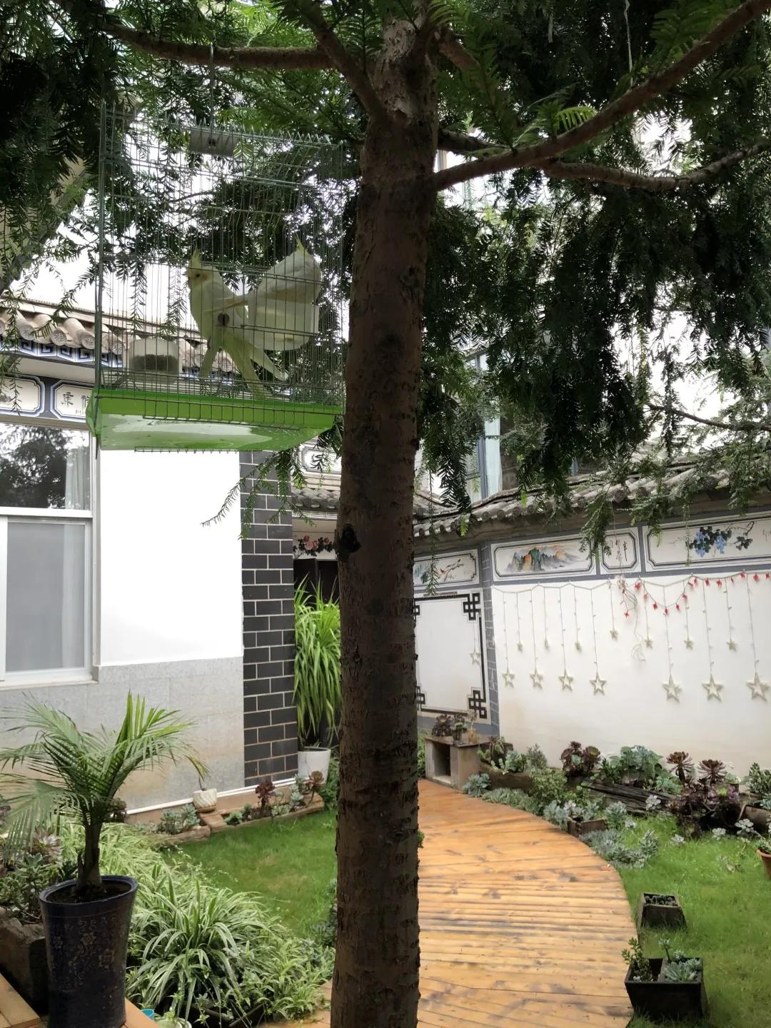 如何在大理游玩,如何打理毛料