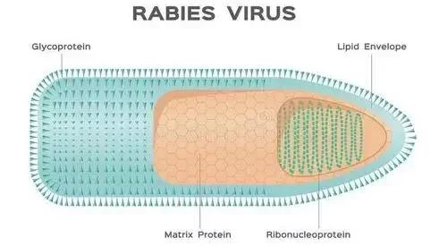 猫咪伸爪子误伤要惩罚吗,猫咪伸爪子抓我衣服是怎么回事