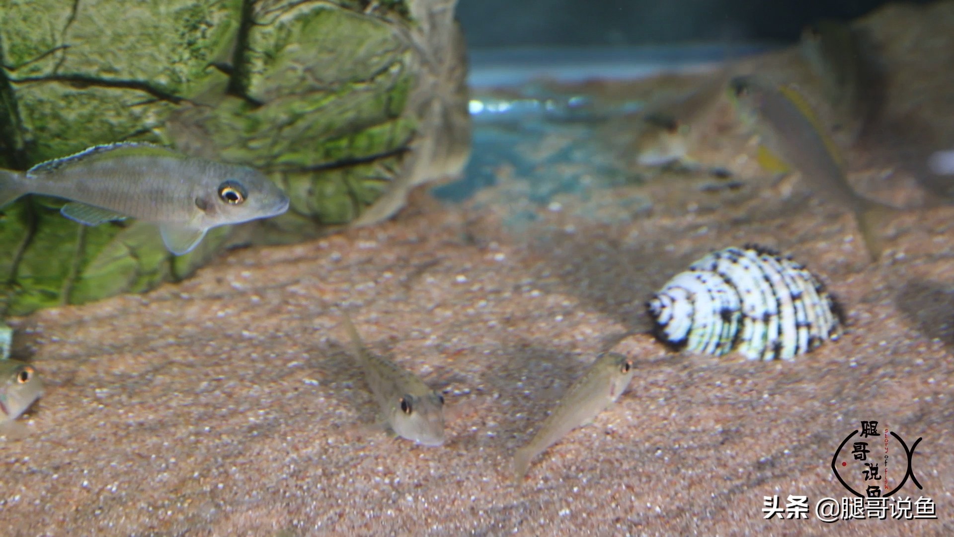 三湖慈鲷蝴蝶鱼含卵,三湖慈鲷孔雀属幼鱼图