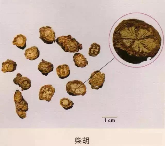 中药材图片大全大图带药名,200多味中药材图谱带图