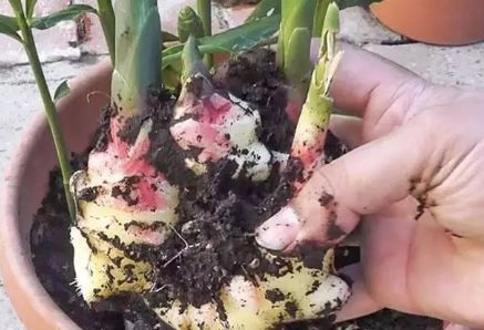 生姜盆栽方法大全,生姜盆栽可以多次收获