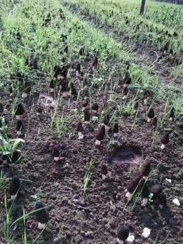 汇泽青蛙养殖前景,青蛙养殖场怎么加盟