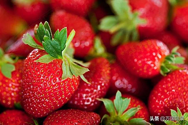 惊蛰种哪些水果,惊蛰会吃的水果叫什么名字