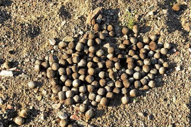 考古学家发现10万年前人类粪便,研究者首次发现人类粪便