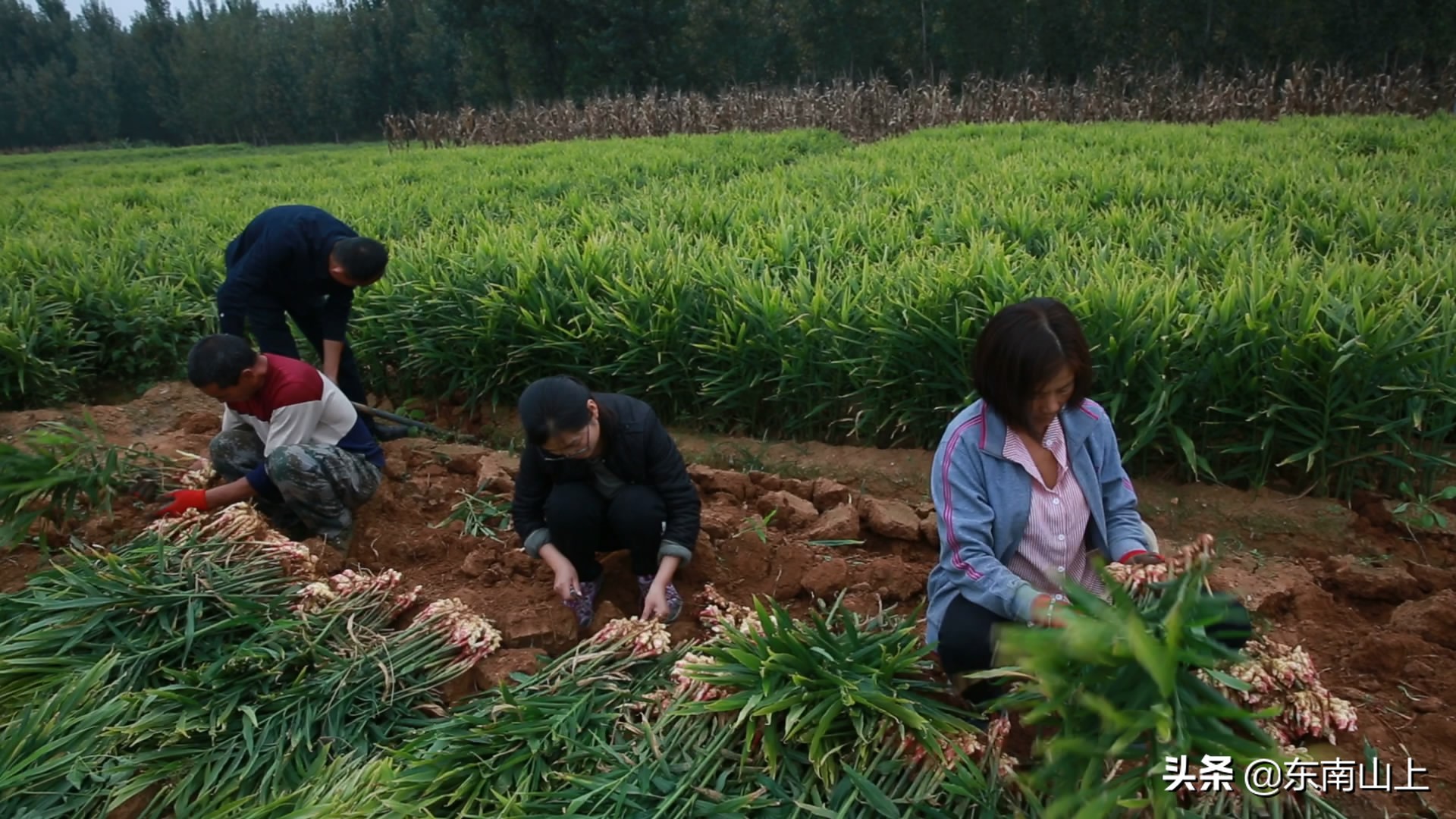 如何防止生姜烧苗,生姜种植生长期防虫最好的方法