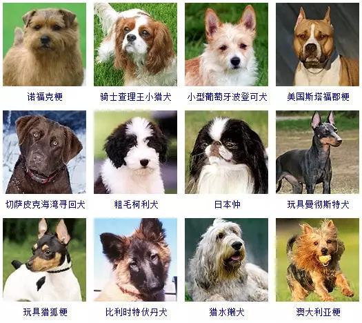 狗狗的所有类型品种大全介绍,狗狗什么品种又听话又好养