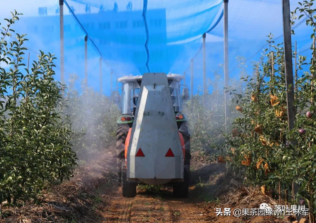 威海金,维纳斯黄金苹果——美的不只是外表