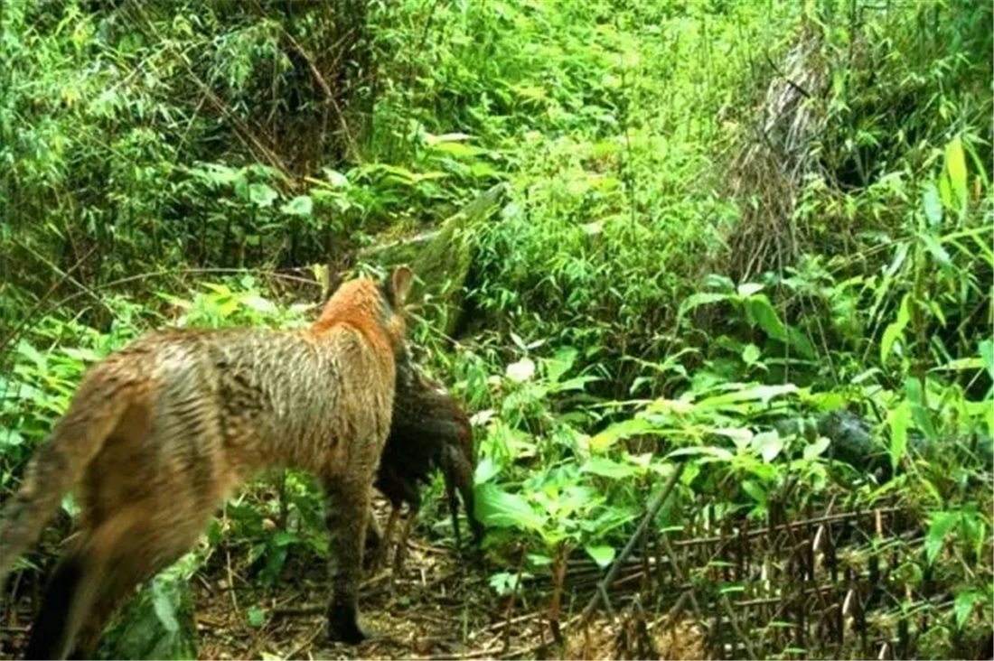 广西那标石山发现山彪,下山捕食村民养的鸡,还敢对小水牛下手