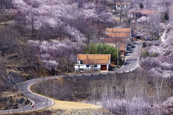日照最美桃源,寻找最美春天日照惊艳全城
