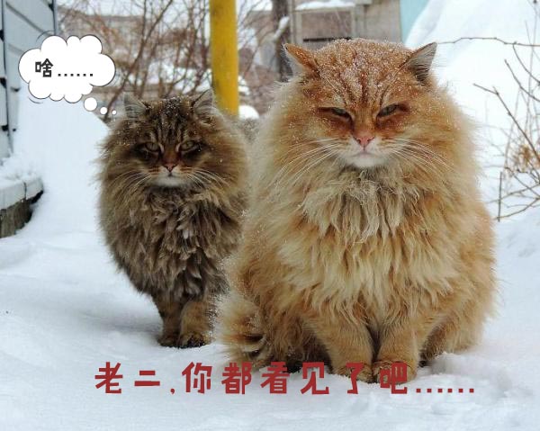 圣诞节的喵星人霸气又略萌,猫奴必看!又骗我养猫?