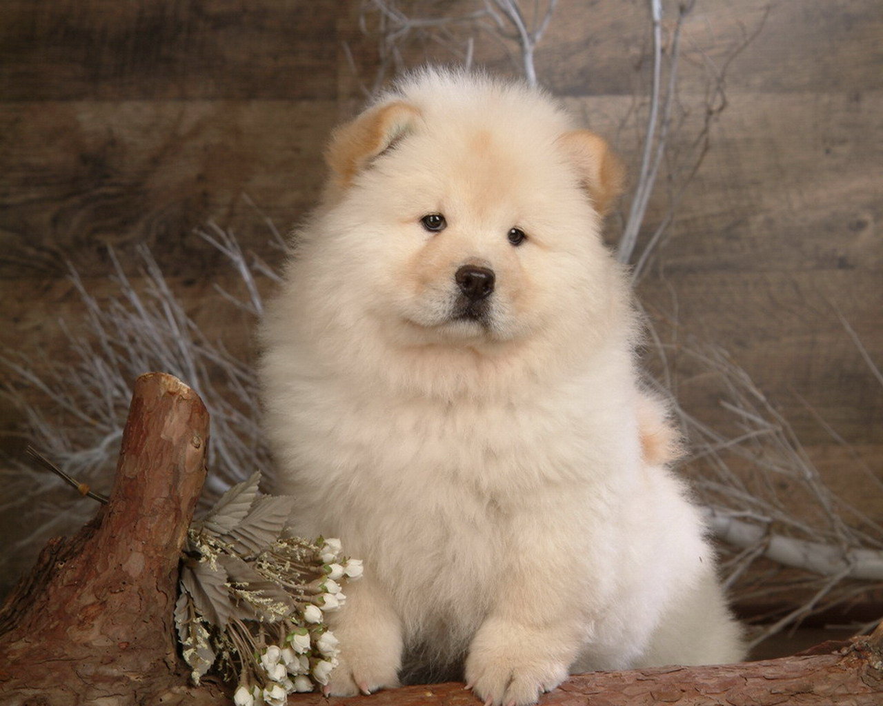 松狮犬的5大缺点难怪那么少人养,松狮犬的作用和用途