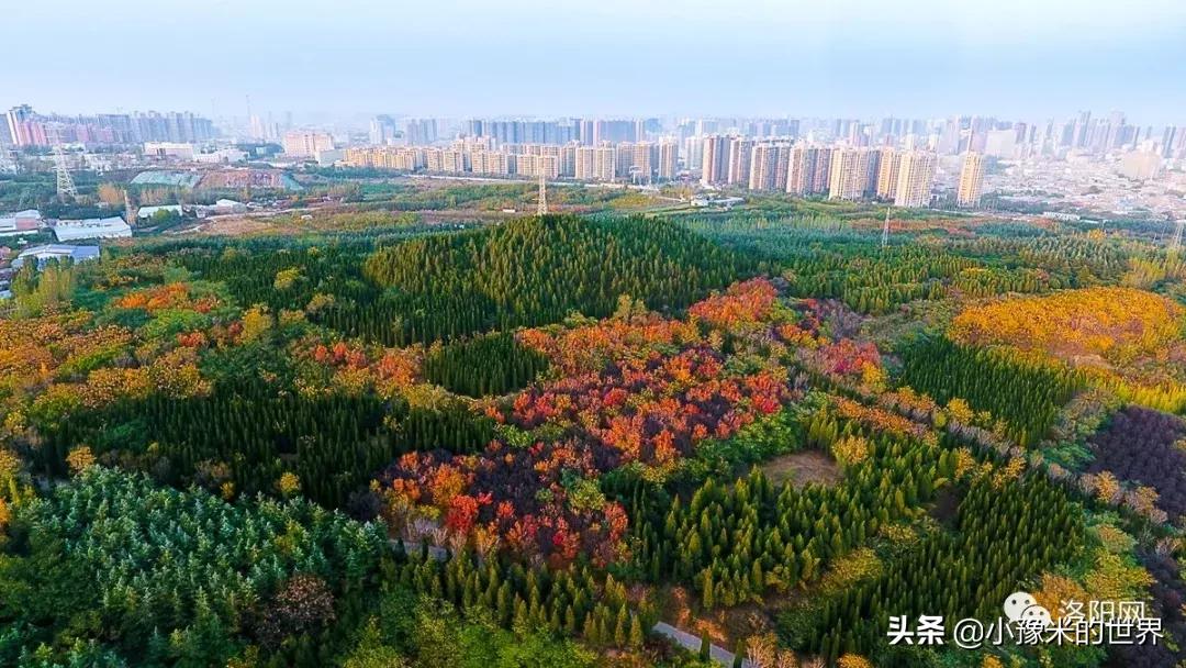 向洛阳人发出邀请国潮盛宴来袭,洛阳发布通知