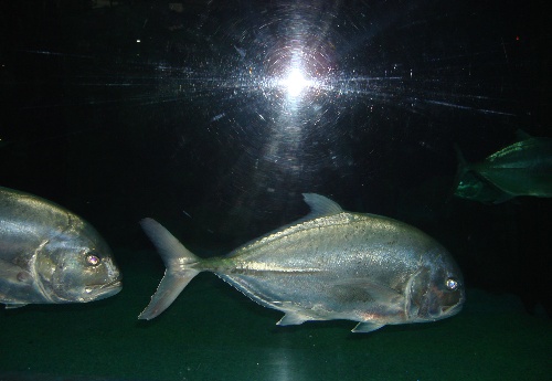 西安带孩子们最值得去的海洋公园,遛娃海洋馆打卡视频