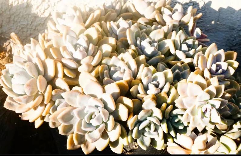 多肉养出状态来有多美?这102种多肉控养上色之后美呆了