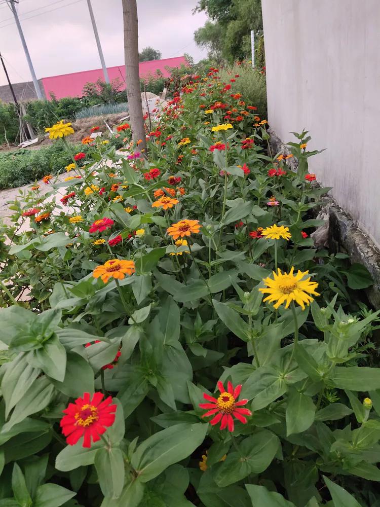 归老宁无五亩园，读书本意在元元