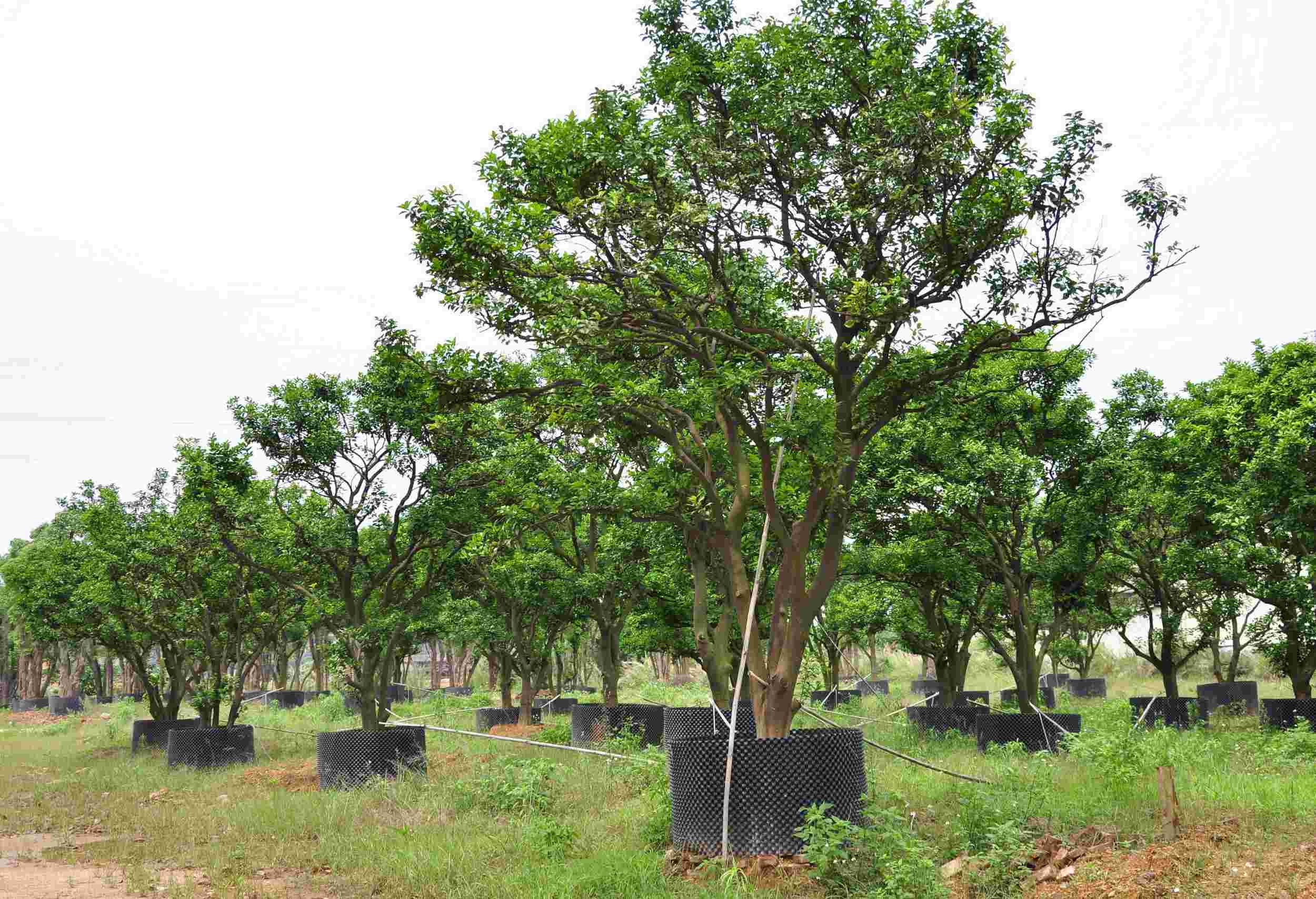 柚木与紫檀木家具的优缺点,柚木家具和胡桃木家具哪个好