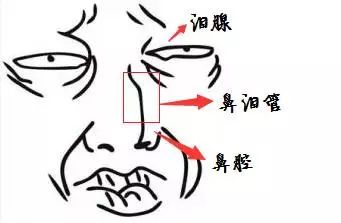 如何区分猫咪有鼻涕和泪痕,蓝白猫咪有泪痕怎么回事
