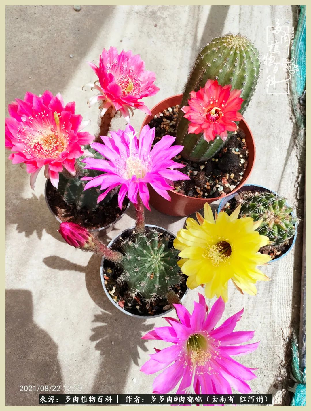 这个春天我们一起去赏花,这个季节我们一起去看花