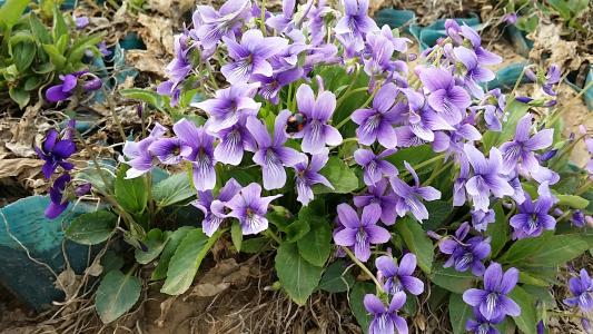 村里常见的“紫色草”，蛇见了躲着走，遇见摘点能“治蛇毒”