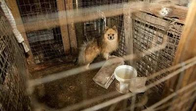 为什么总是提倡“领养代替购买”？