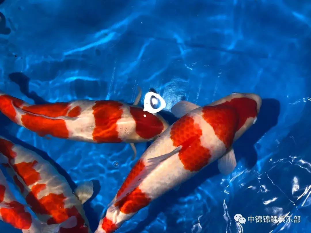 閿﹂菠鍠傞杩囧鏈変粈涔堢棁鐘跺悧,鏃ユ湰閿﹂菠鎬庝箞鍠傞