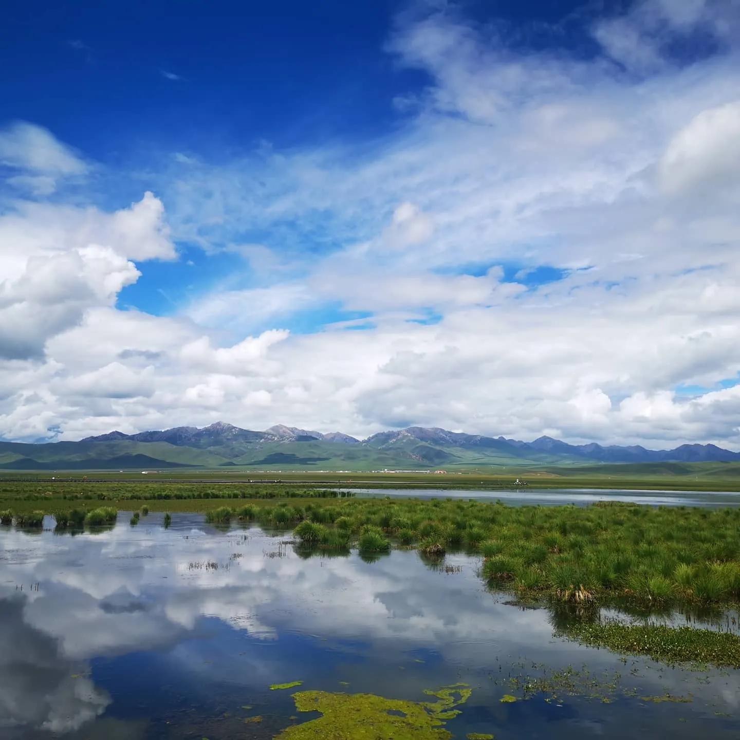 六月中的若尔盖大草原