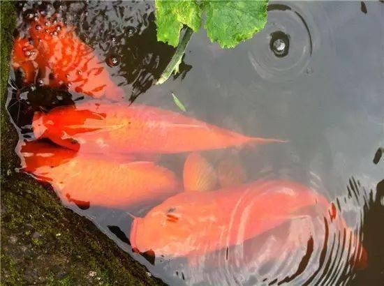 陈光蕊死去18年为何能保住肉身,陈光蕊是几月几日死的