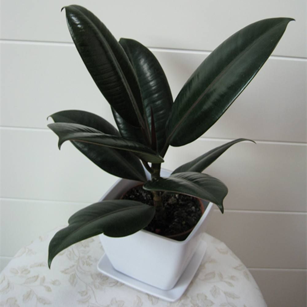 店里灰尘大可以种什么植物,净化空气灰尘的室内植物