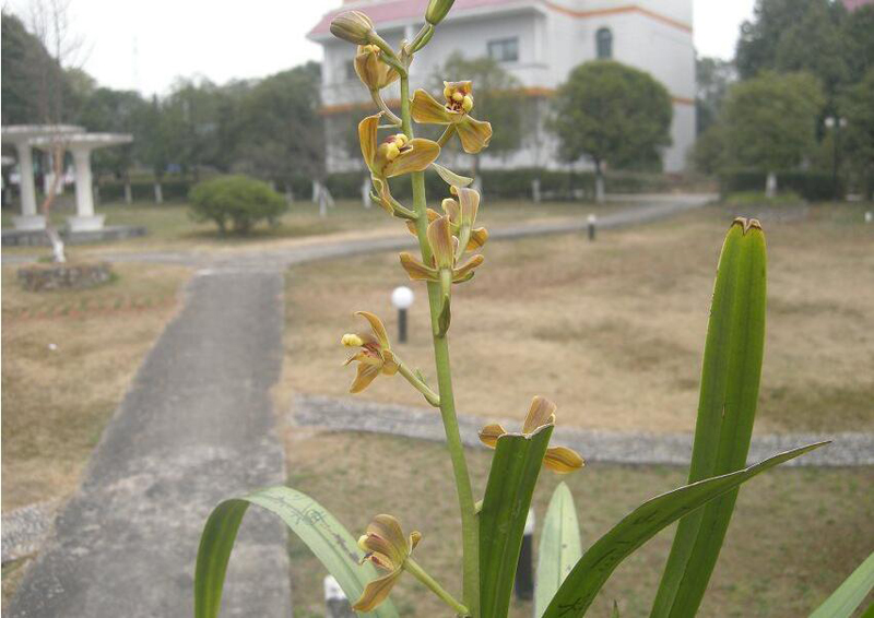 尿素浇兰花的正确方法视频,尿素浇兰花的最佳方法