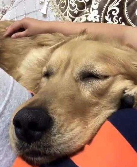 金毛犬如果不听话了怎么办,金毛犬怎么养才是正确的